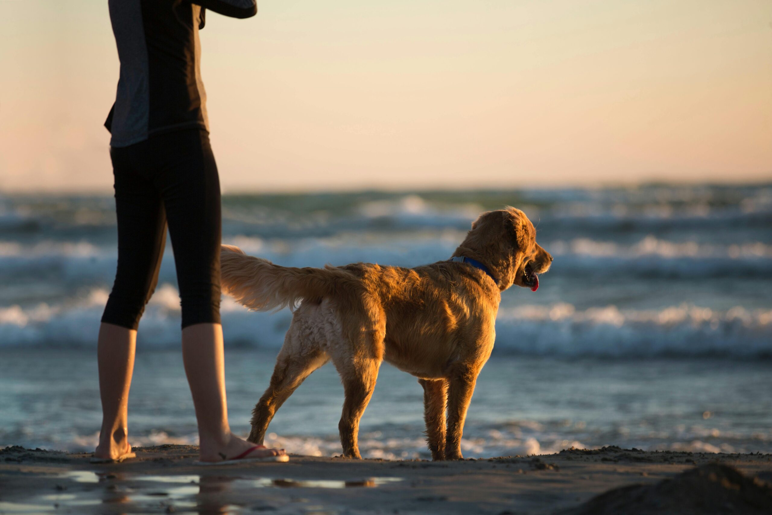 Vind het perfecte hotel in Blankenberge met hond voor een zorgeloos verblijf