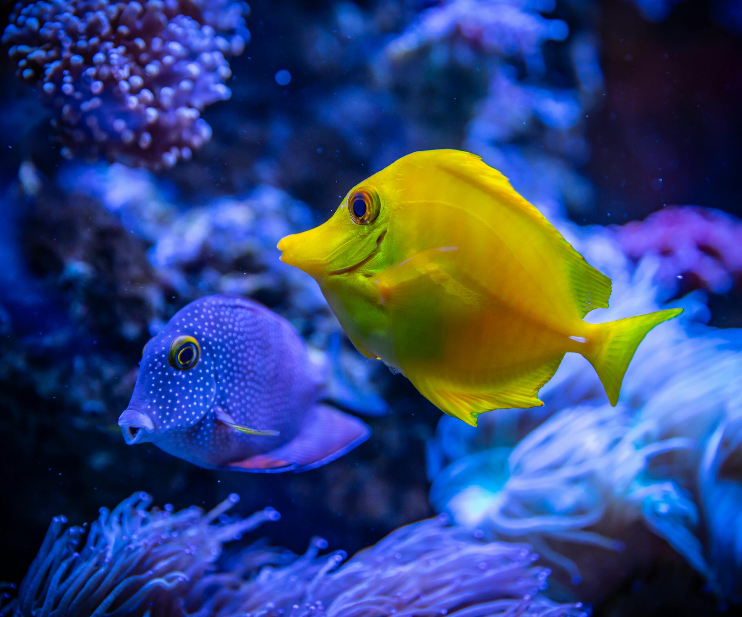 Ontdek Sea Life Blankenberge: openingstijden, prijzen en bezienswaardigheden